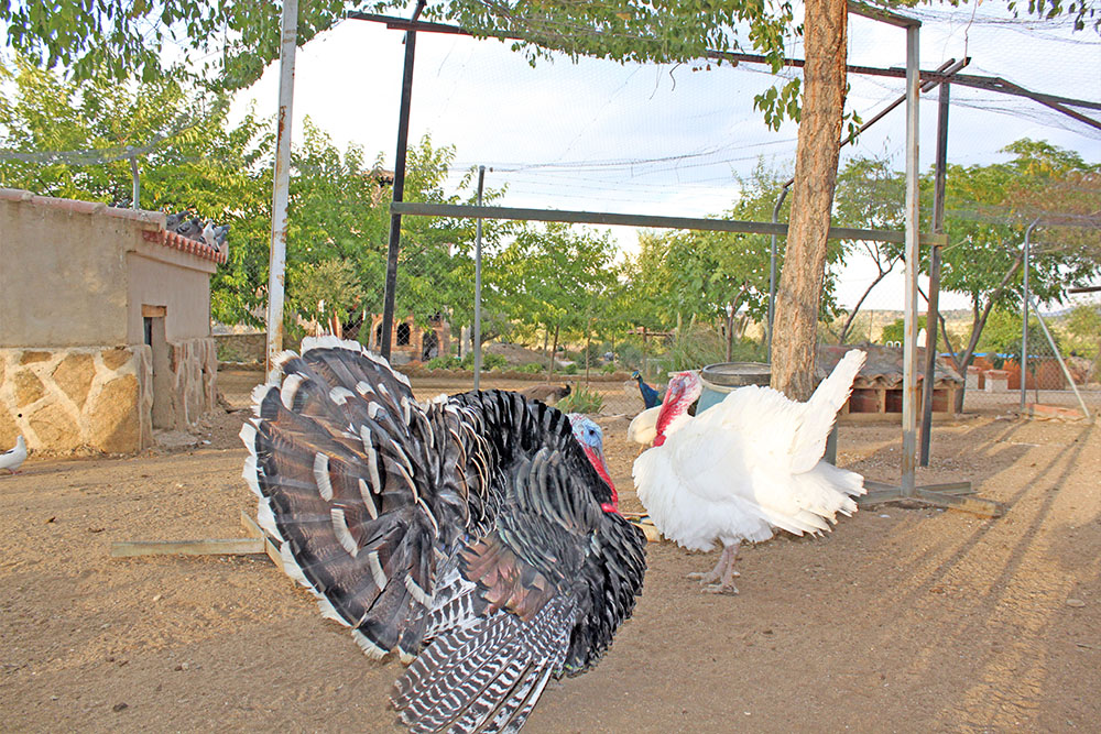 Pavos Casa Rural La Dehesilla de Melque