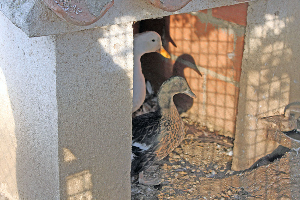 Patos Casa Rural La Dehesilla de Melque